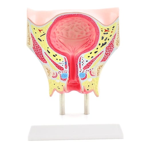 Anatomisches Modell der weiblichen Blase